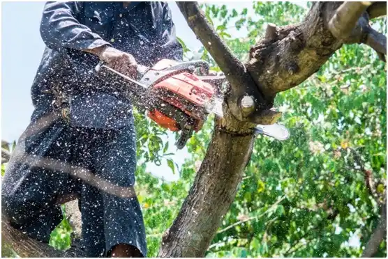 tree services Shiner